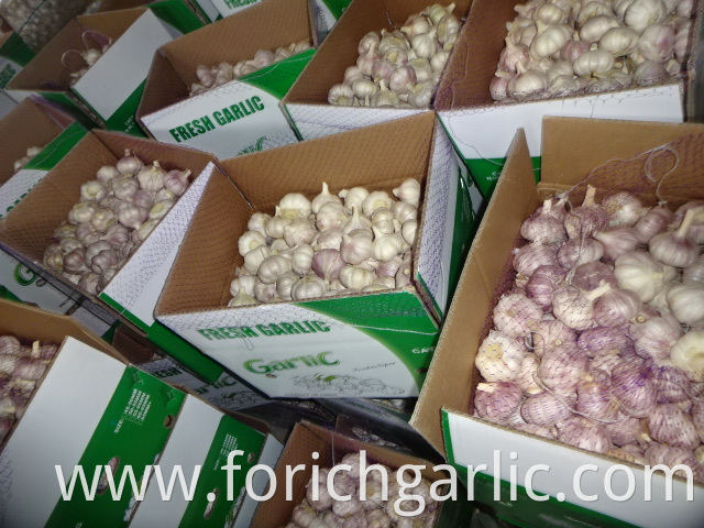 Fresh Garlic Jinxiang 5 5